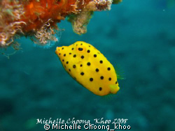 yellow boxfish feeding on algae, after playing hide n see... by Michelle Choong_khoo 
